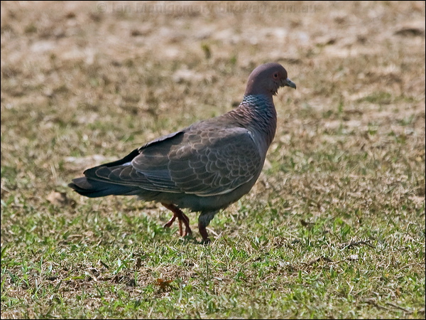 Picazuro Pigeon picazuro_pigeon_202508.psd