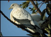 pied_imperial-pigeon_12474