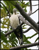 pied_imperial-pigeon_60735