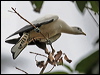 pied_imperial-pigeon_60902