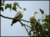 pied_imperial_pigeon_84772