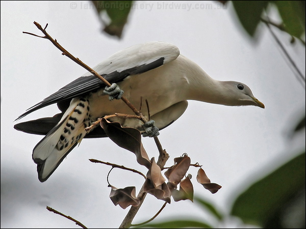 Torresian Imperial Pigeon pied_imperial-pigeon_60902.jpg