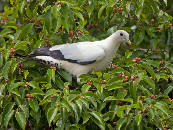Torresian Imperial Pigeon torres_imp_pigeon_210855.psd