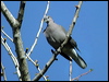 Click here to enter gallery and see photos of Ring-necked Dove