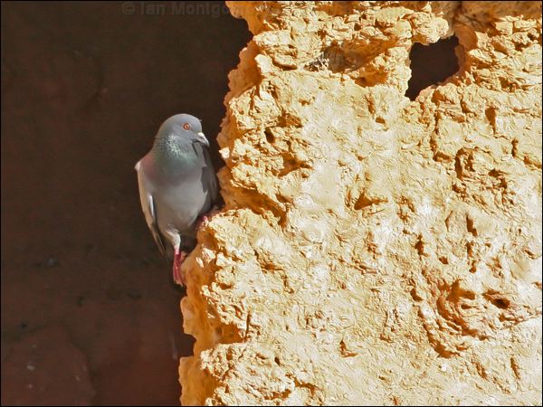 Rock Dove (Feral Pigeon) rock_dove_54279.psd