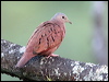 Click here to enter gallery and see photos of Ruddy Ground Dove