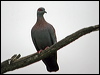 Click here to enter gallery and see photos of Speckled Pigeon