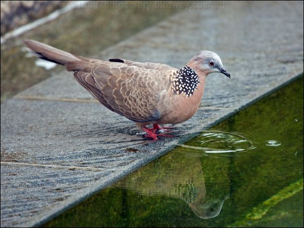 Spotted Dove spotted_dove_142326.psd