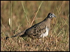 Click here to enter gallery and see photos of Squatter Pigeon