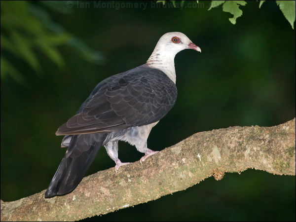 White-headed Pigeon white_headed_pigeon_181051.psd