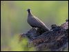 Click here to enter gallery and see photos of White-quilled Rock-Pigeon