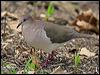 Click here to enter gallery and see photos of White-tipped Dove