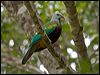 Click here to enter gallery and see photos of Wompoo Fruit Dove