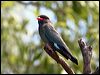 Click here to enter gallery and see photos/pictures/images of Oriental/Asian Dollarbird