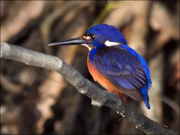 Azure Kingfisher azure_kingfisher_120094.psd