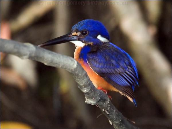 Azure Kingfisher azure_kingfisher_120099.psd