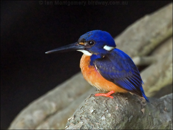 Azure Kingfisher azure_kingfisher_120106.psd