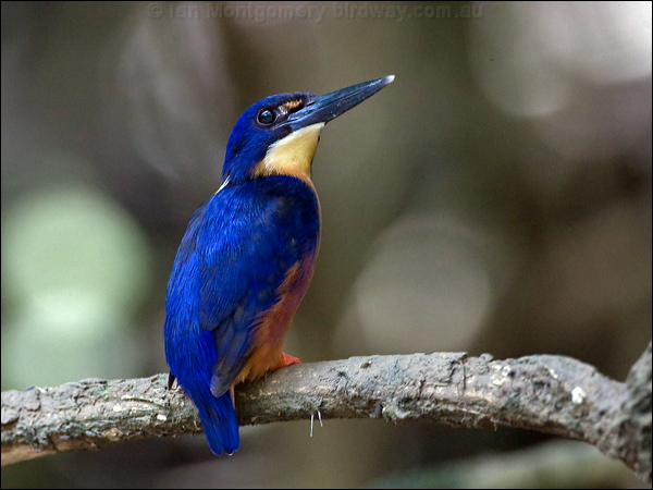Azure Kingfisher azure_kingfisher_168792.psd