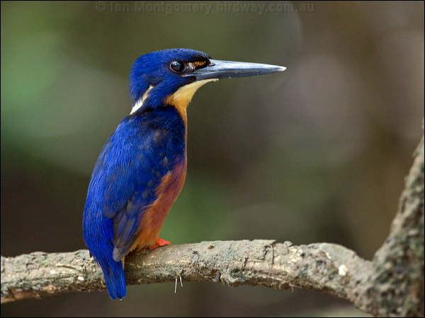 Azure Kingfisher azure_kingfisher_168802.psd