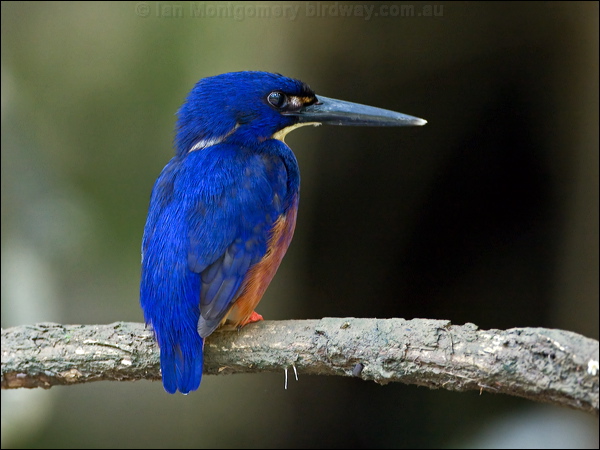 Azure Kingfisher azure_kingfisher_168808.psd