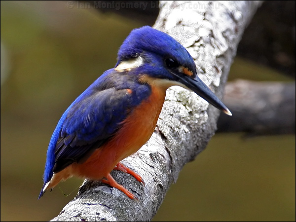 Azure Kingfisher azure_kingfisher_47232.psd