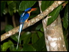 Click here to enter gallery and see photos/pictures/images of Buff-breasted Paradise Kingfisher