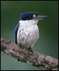 forest_kingfisher_18383