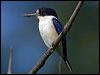 forest_kingfisher_18561