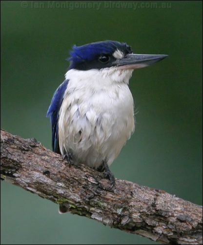 Forest Kingfisher forest_kingfisher_18383.psd