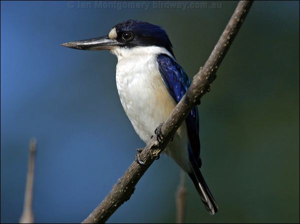 Forest Kingfisher forest_kingfisher_18561.psd