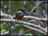 Click here to enter gallery and see photos/pictures/images of Green-and-rufous Kingfisher