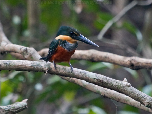 Green-and-rufous Kingfisher grn_ruf_kingfisher_205024.psd