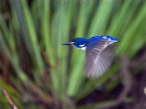 Little Kingfisher little_kingfisher_120170.psd