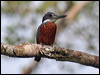 Click here to enter gallery and see photos/pictures/images of Ringed Kingfisher