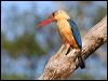 Click here to enter gallery and see photos/pictures/images of Stork_billed Kingfisher