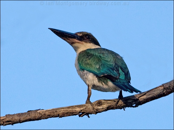 Torresian (Collared*) Kingfisher torres_kingfisher_163785.psd