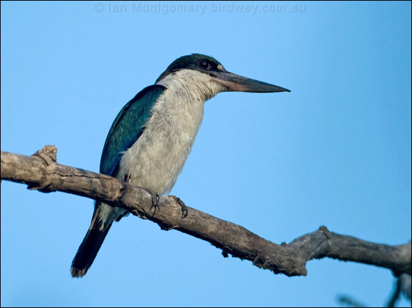 Torresian (Collared*) Kingfisher torres_kingfisher_163823.psd