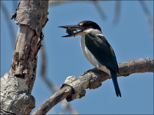 Torresian (Collared*) Kingfisher torres_kingfisher_168135.psd