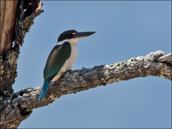 Torresian (Collared*) Kingfisher torres_kingfisher_168136.psd
