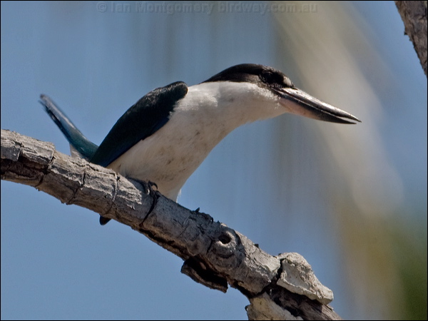 Torresian (Collared*) Kingfisher torres_kingfisher_168158.psd