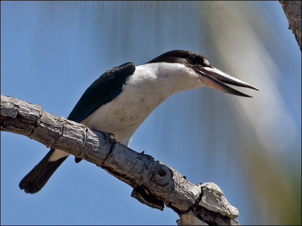 Torresian (Collared*) Kingfisher torres_kingfisher_168162.psd