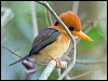 Click here to enter gallery and see photos/pictures/images of Yellow-billed Kingfisher
