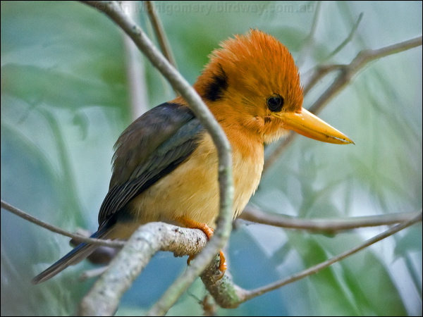 Yellow-billed Kingfisher ye_bill_kingfisher_120738.psd
