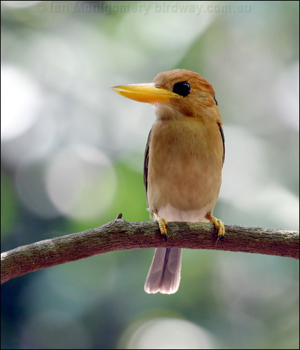 Yellow-billed Kingfisher yellowbillkingfisher_04758.psd