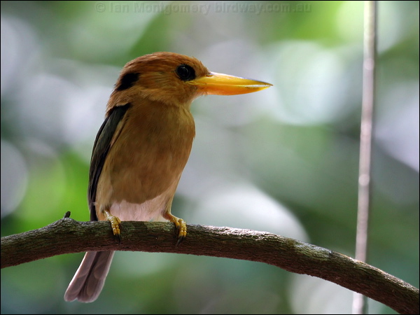 Yellow-billed Kingfisher yellowbillkingfisher_04765.psd