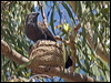 Click here to enter gallery and see photos/pictures/images of Apostlebird