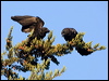 Click here to enter gallery and see photos/pictures/images of American Crow