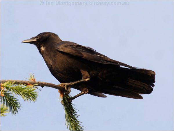 American Crow american_crow_69724.psd