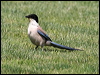 azure_winged_magpie_53587