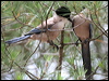 azure_winged_magpie_54049